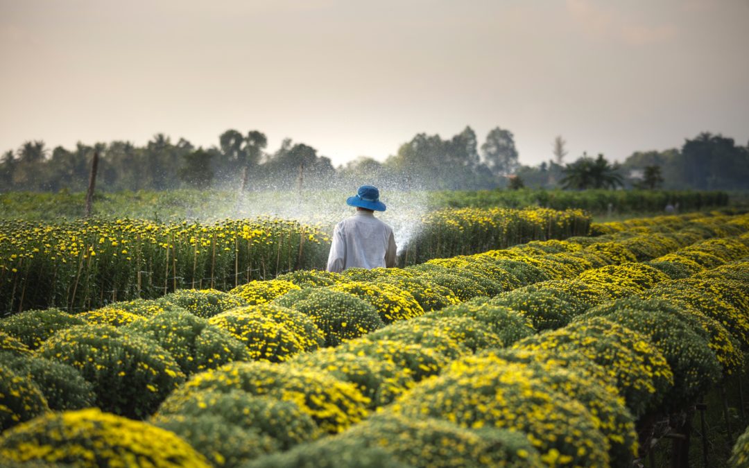 Do You Have a Cancer Lawsuit Against Toxic Weedkiller Roundup?